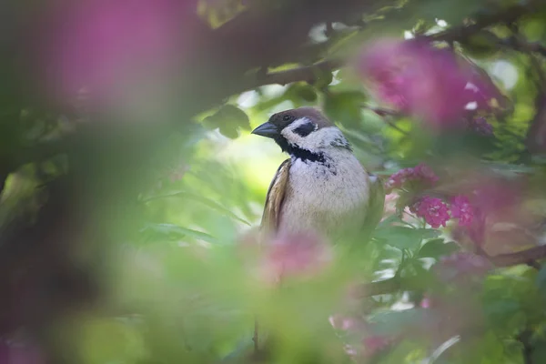 Trabajos Científicos Ornitólogos Describieron Hoy 699 Especies Aves Grupo Más —  Fotos de Stock