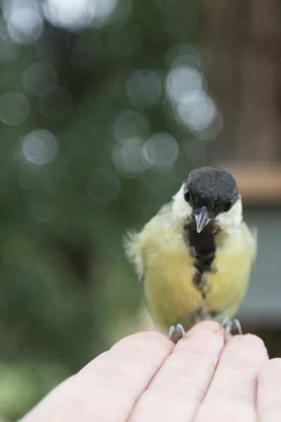 Verk Forskare Ornitologer Beskrivs Idag 699 Arter Fåglar Det Den — Stockfoto
