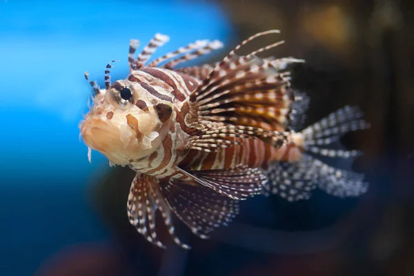 Variety Species Marine Fish Amazing Stock Image