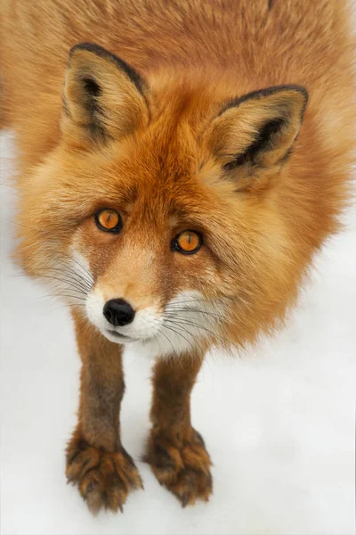 Fuchs Ist Der Gemeinsame Name Der Gattung Aus Der Unterfamilie Stockfoto