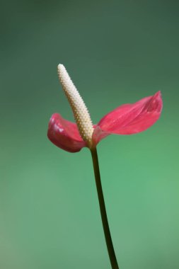 Otsu yaprak yeşillikleri, bazen tırmanma ve çok nadiren ağaç gibi. Antoryumlar çeşitli şekillerde oluşabilir, ancak çoğunlukla ağaçlarda yetişen epifitlerdir, hava kökleri yağmur ormanlarının orman zeminine iner..