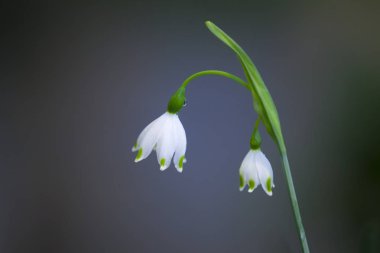 Bu tür Orta Avrupa'da bulunan kayın ormanları, kenarlarında büyümek için tercih, bu da Karpatlar içerir.