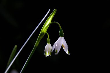 Bu tür Orta Avrupa'da bulunan kayın ormanları, kenarlarında büyümek için tercih, bu da Karpatlar içerir.
