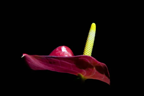 Lágyszárú Örökzöldek Néha Hegymászás Nagyon Ritkán Szerű Anthuriums Fordulhat Elő — Stock Fotó