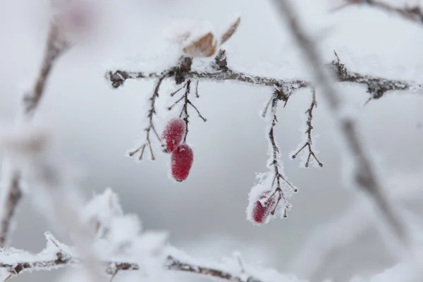 Barberry Termasuk Genus Semak Semak Jarang Pohon Keluarga Barberry Ini — Stok Foto