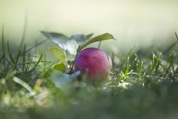 Род Apple Принадлежит Семейству Rosaceae Имеет Около Видов Распространенных Умеренном — стоковое фото