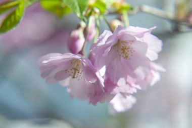 Ama gerçek mucizeye kiraz çiçeği denebilir. Erken ilkbaharda Blooming, onlar muhteşem beyaz veya soluk pembe kıyafetler ağacın her dal giyinmek.