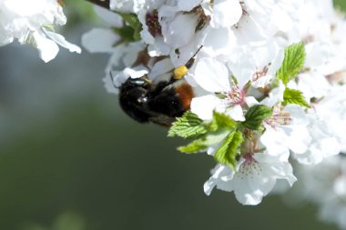 Ama gerçek mucizeye kiraz çiçeği denebilir. Erken ilkbaharda Blooming, onlar muhteşem beyaz veya soluk pembe kıyafetler ağacın her dal giyinmek.