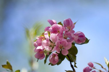 Ama gerçek mucizeye kiraz çiçeği denebilir. Erken ilkbaharda Blooming, onlar muhteşem beyaz veya soluk pembe kıyafetler ağacın her dal giyinmek.