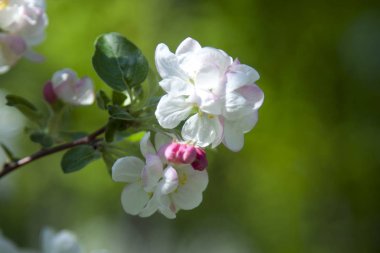 Ama gerçek mucizeye kiraz çiçeği denebilir. Erken ilkbaharda Blooming, onlar muhteşem beyaz veya soluk pembe kıyafetler ağacın her dal giyinmek.