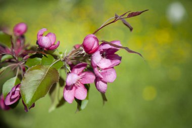 Ama gerçek mucizeye kiraz çiçeği denebilir. Erken ilkbaharda Blooming, onlar muhteşem beyaz veya soluk pembe kıyafetler ağacın her dal giyinmek.