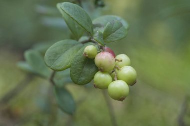 Cranberries-çok yıllık, düşük, dökmeyen, dallanma çalı 10 ila 20 cm yüksekliğe ulaşan yaprakları küçük, petiolate, kösele, parlak.