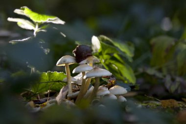 Bu Krallık 1831 yılında E. fries tarafından önerildi ve Carl Linnaeus şüphelerini dile getirerek, 