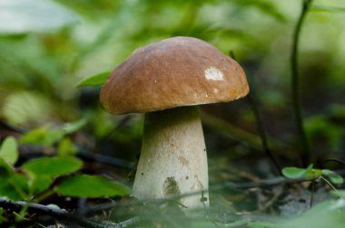 Bu Krallık 1831 yılında E. fries tarafından önerildi ve Carl Linnaeus şüphelerini dile getirerek, 