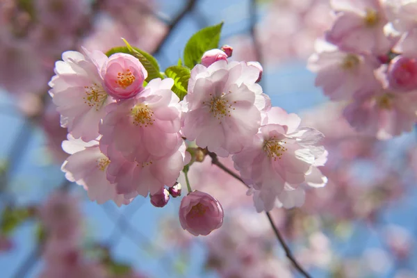 Mas Verdadeiro Milagre Pode Ser Chamado Flor Cerejeira Florescendo Início — Fotografia de Stock