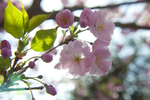 Mas Verdadeiro Milagre Pode Ser Chamado Flor Cerejeira Florescendo Início — Fotografia de Stock