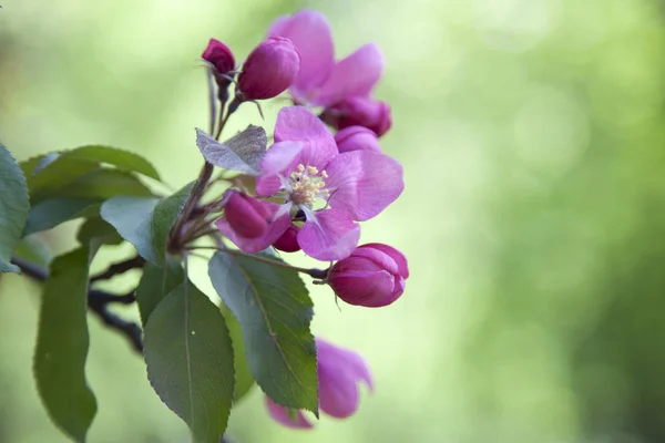 Mas Verdadeiro Milagre Pode Ser Chamado Flor Cerejeira Florescendo Início — Fotografia de Stock