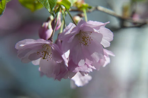 Mas Verdadeiro Milagre Pode Ser Chamado Flor Cerejeira Florescendo Início — Fotografia de Stock