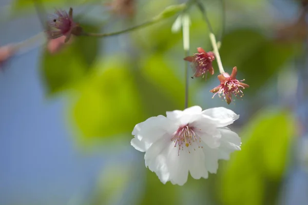 Mas Verdadeiro Milagre Pode Ser Chamado Flor Cerejeira Florescendo Início — Fotografia de Stock