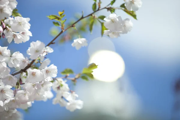 Mas Verdadeiro Milagre Pode Ser Chamado Flor Cerejeira Florescendo Início — Fotografia de Stock