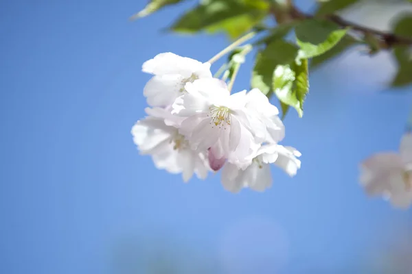 Mas Verdadeiro Milagre Pode Ser Chamado Flor Cerejeira Florescendo Início — Fotografia de Stock