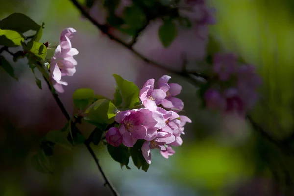 但真正的奇迹可以称为樱花 在早春绽放 他们打扮在华丽的白色或淡粉色的服装 每一枝树 — 图库照片