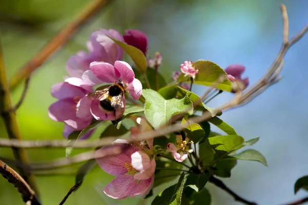 Mas Verdadeiro Milagre Pode Ser Chamado Flor Cerejeira Florescendo Início — Fotografia de Stock