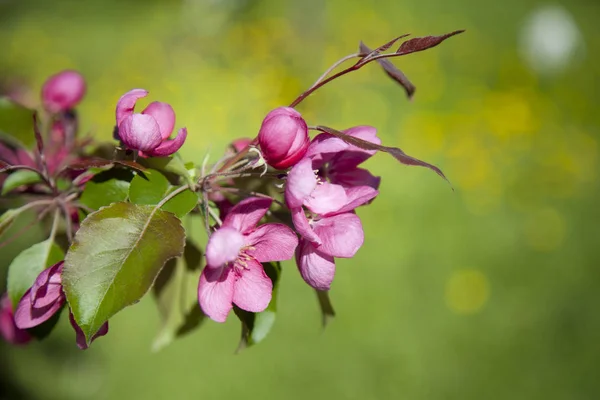 Mas Verdadeiro Milagre Pode Ser Chamado Flor Cerejeira Florescendo Início — Fotografia de Stock