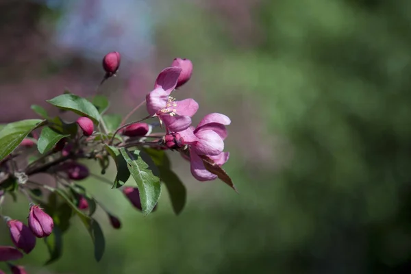 Aber Das Wahre Wunder Kann Kirschblüte Genannt Werden Wenn Sie — Stockfoto