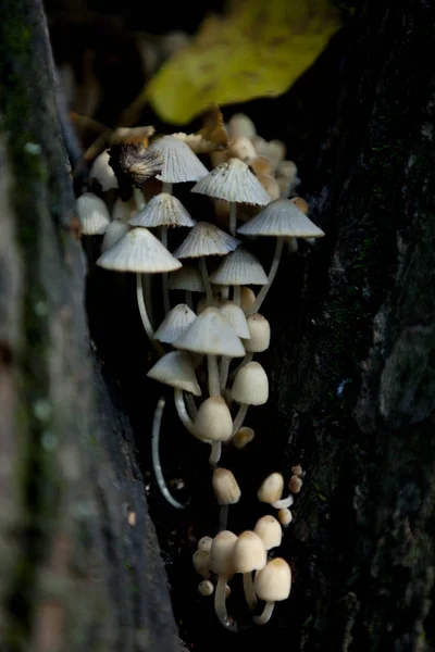 The concept of mushrooms as a separate Kingdom was formed in science by the 1970s, although this Kingdom was proposed by E. fries in 1831, and Carl Linnaeus expressed doubts, placing mushrooms in the plant Kingdom in his \