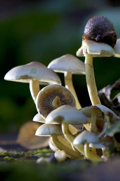 The concept of mushrooms as a separate Kingdom was formed in science by the 1970s, although this Kingdom was proposed by E. fries in 1831, and Carl Linnaeus expressed doubts, placing mushrooms in the plant Kingdom in his \