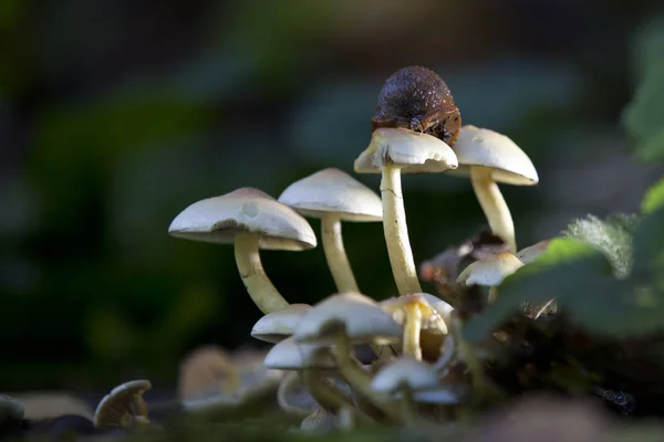 The concept of mushrooms as a separate Kingdom was formed in science by the 1970s, although this Kingdom was proposed by E. fries in 1831, and Carl Linnaeus expressed doubts, placing mushrooms in the plant Kingdom in his \