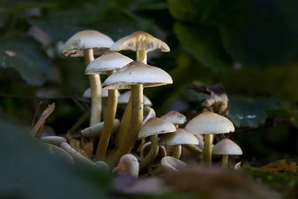 The concept of mushrooms as a separate Kingdom was formed in science by the 1970s, although this Kingdom was proposed by E. fries in 1831, and Carl Linnaeus expressed doubts, placing mushrooms in the plant Kingdom in his \