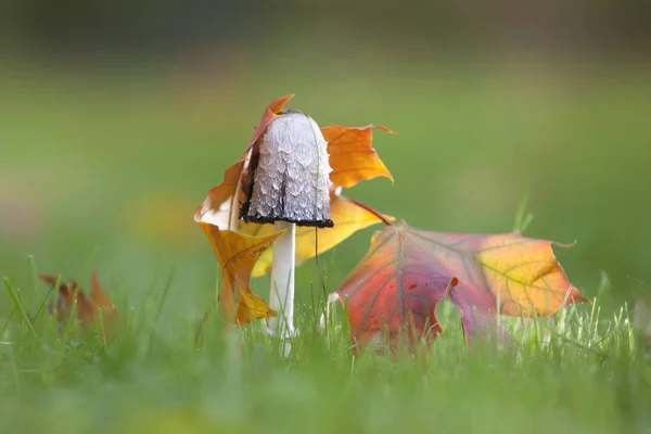 The concept of mushrooms as a separate Kingdom was formed in science by the 1970s, although this Kingdom was proposed by E. fries in 1831, and Carl Linnaeus expressed doubts, placing mushrooms in the plant Kingdom in his \