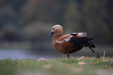 Ogar, güneydoğu Avrupa ve Orta Asya'da yuvalanmış, kış için Güney Asya'ya göç eden parlak ve tuhaf kırmızı su kuşlarıdır. Parlak kırmızı tüyleri soluk krem baş ve boyun ile tezat.