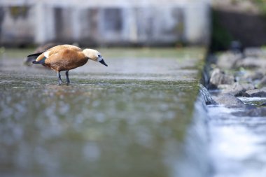 Ogar, güneydoğu Avrupa ve Orta Asya'da yuvalanmış, kış için Güney Asya'ya göç eden parlak ve tuhaf kırmızı su kuşlarıdır. Parlak kırmızı tüyleri soluk krem baş ve boyun ile tezat.