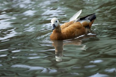 Ogar, güneydoğu Avrupa ve Orta Asya'da yuvalanmış, kış için Güney Asya'ya göç eden parlak ve tuhaf kırmızı su kuşlarıdır. Parlak kırmızı tüyleri soluk krem baş ve boyun ile tezat.