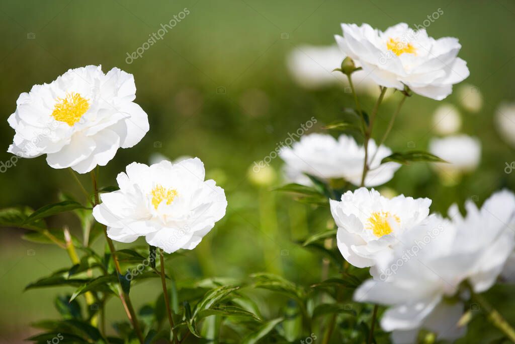 According to Chinese sources, interest in peonies as ornamental plants began during the Qin and Han dynasties, earlier than 200 BC. thus, peonies have been in culture for more than 2000 years