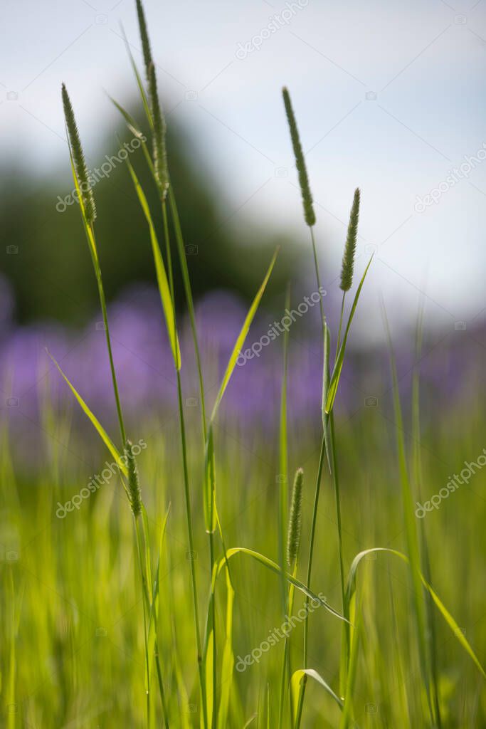 Meadow grasses are a rich, dynamic community, superior to the steppe or mountain. There are thousands of species that actively compete for water, lighting and food.