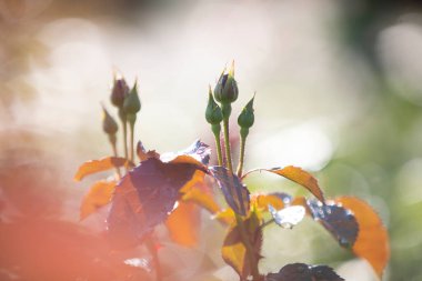 Bahçe gülü yeşil arka planda