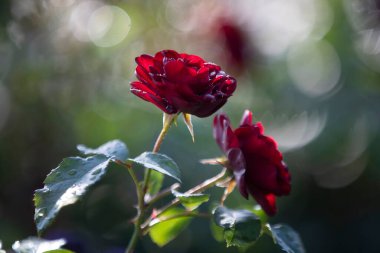 Bahçe gülü yeşil arka planda