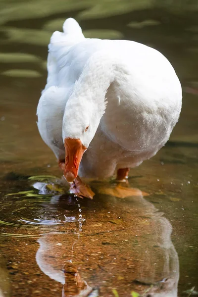 Vit Gås Vid Vattnet — Stockfoto