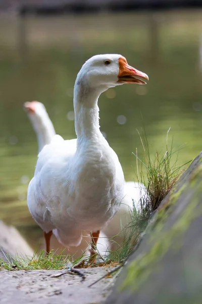 Vit Gås Vid Vattnet — Stockfoto