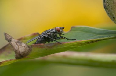 Yaprağın üzerinde uç