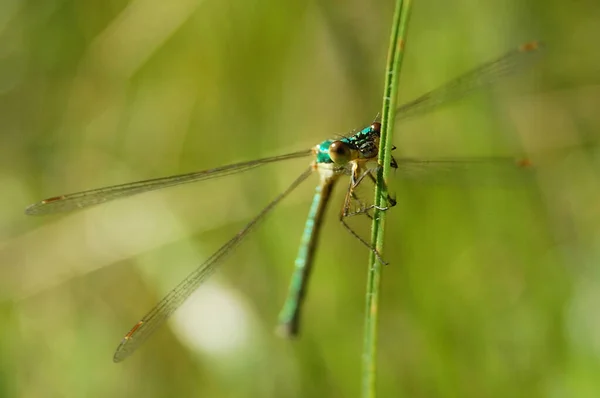 stock image dragonfly on the grass