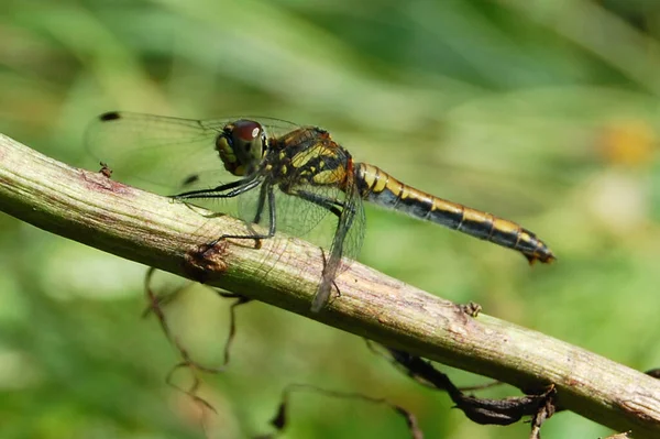 Libellule Sur Herbe — Photo