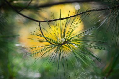 Moskova 'da parlak bir sonbahar