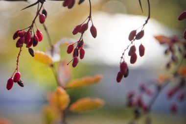 Moskova 'da parlak bir sonbahar