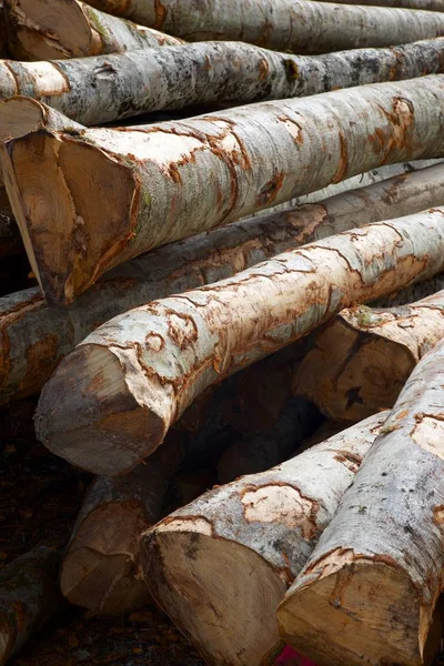 Trabajos Forestales Pirineos Francia — Foto de Stock