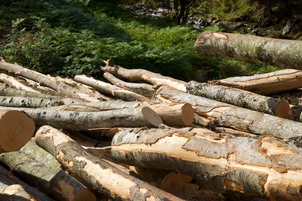 Waldarbeit Den Pyrenäen Frankreich — Stockfoto